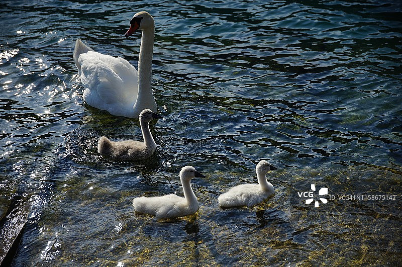天鹅和它的小宝宝图片素材