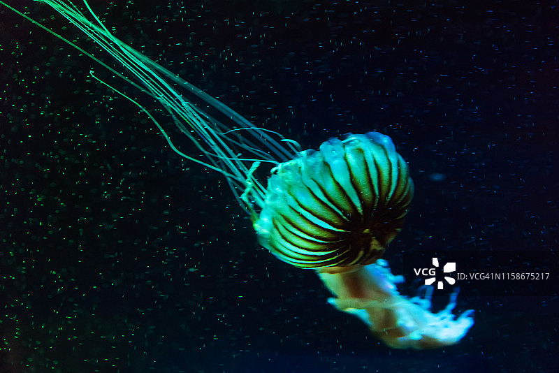 水下水母图片素材