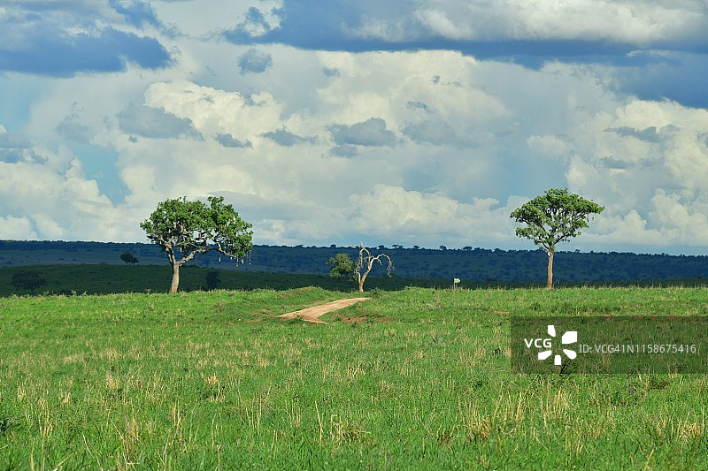 带有吊瓜树的绿色稀树草原景观图片素材