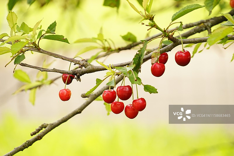 绿叶枝头的樱桃图片素材
