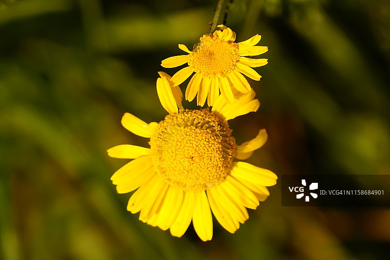 微距热带花卉图片素材