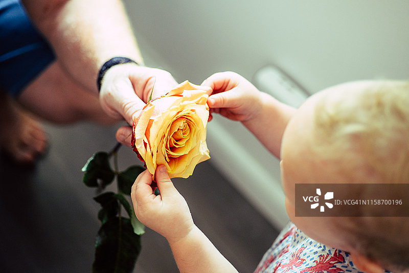 献给女儿的玫瑰图片素材