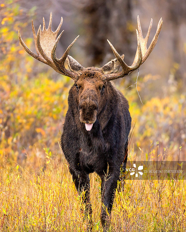 驼鹿舌头图片素材