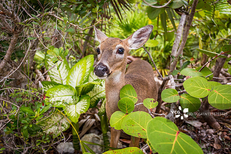 大派恩岛上的小鹿图片素材