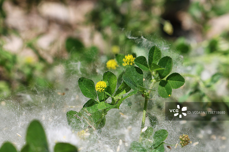 白杨类的神秘雪景图片素材