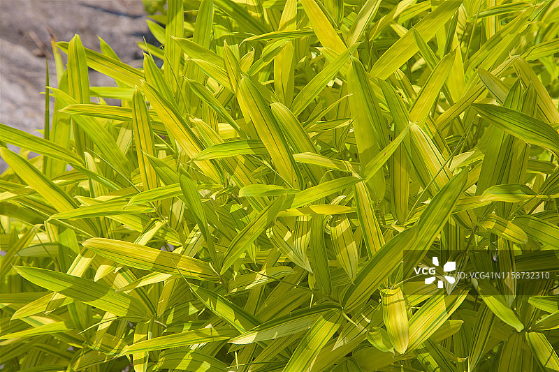 绿色和黄色观赏草图片素材