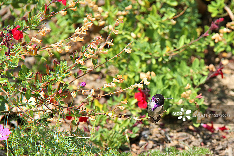 科斯塔蜂鸟图片素材