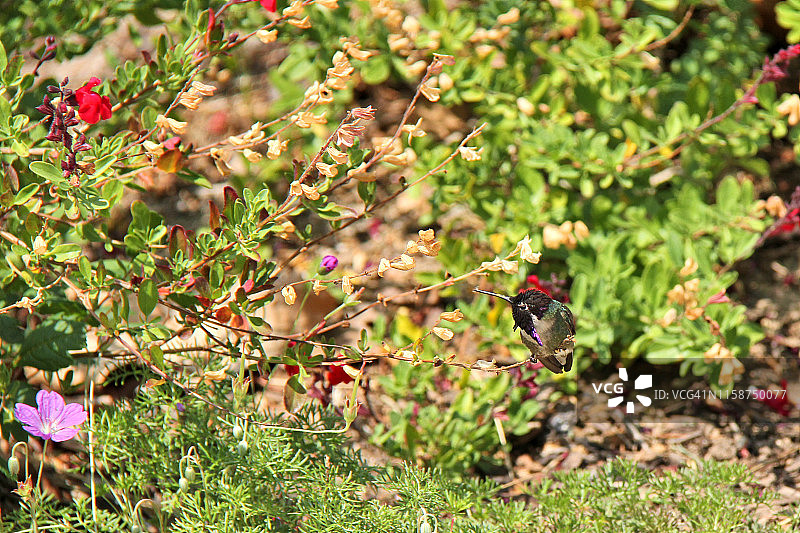 科斯塔蜂鸟图片素材