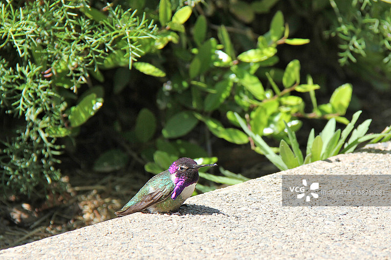 科斯塔蜂鸟图片素材