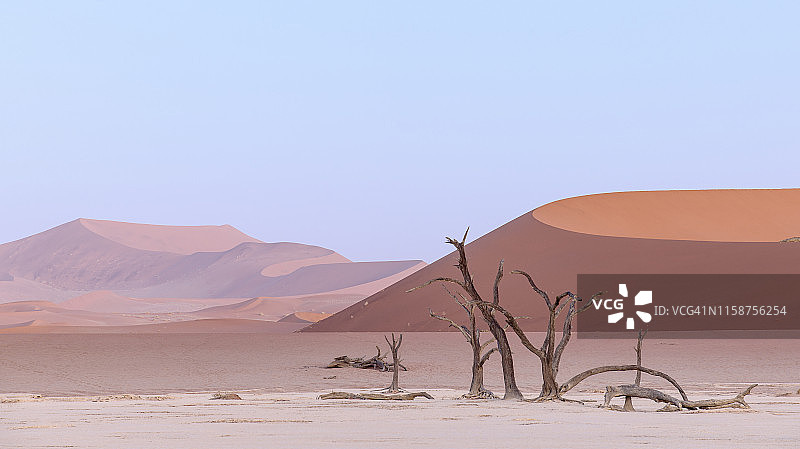 死亡谷的骨骼树与远处巨大的赭色沙丘，清晨，纳米比亚苏索斯维利图片素材