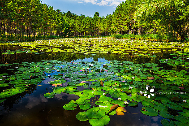 静谧森林湖上的睡莲夏季景观图片素材