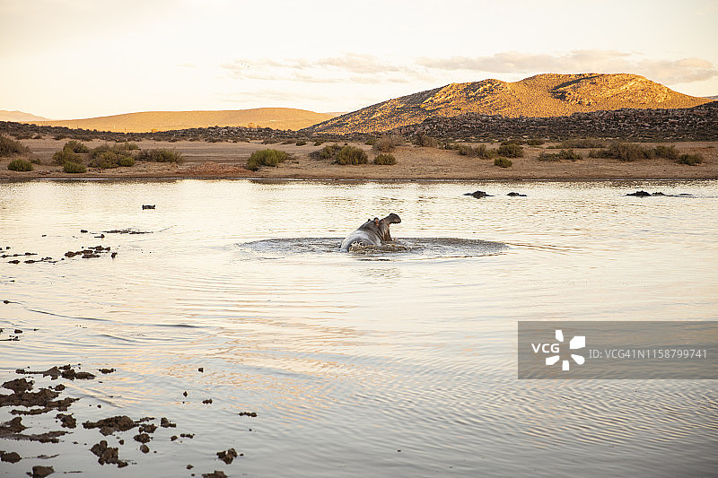 河马在水坑，开普敦，西开普，南非图片素材