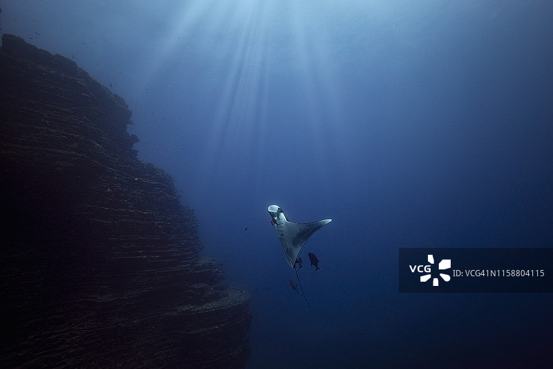 墨西哥下加利福尼亚索科罗雷维利亚希赫多群岛巨型远洋蝠鲼图片素材