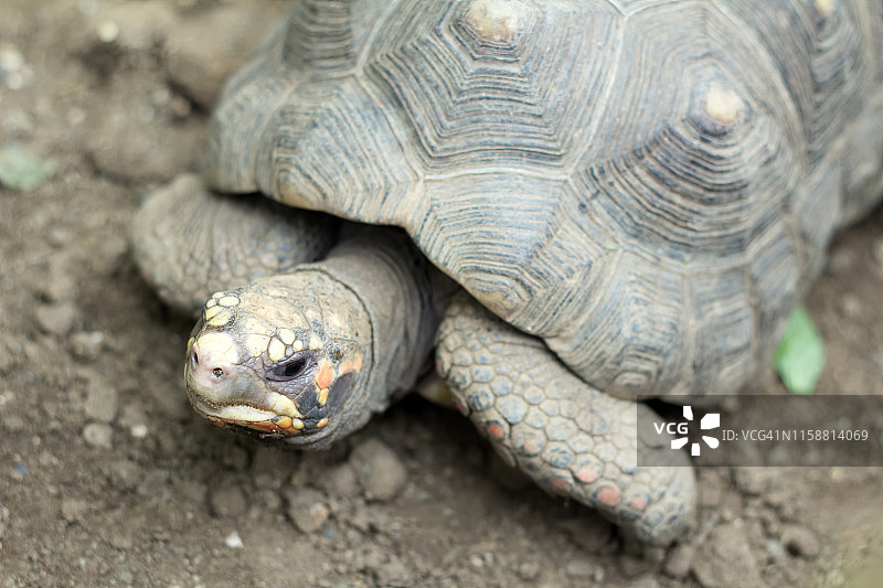 黄腿陆龟图片素材
