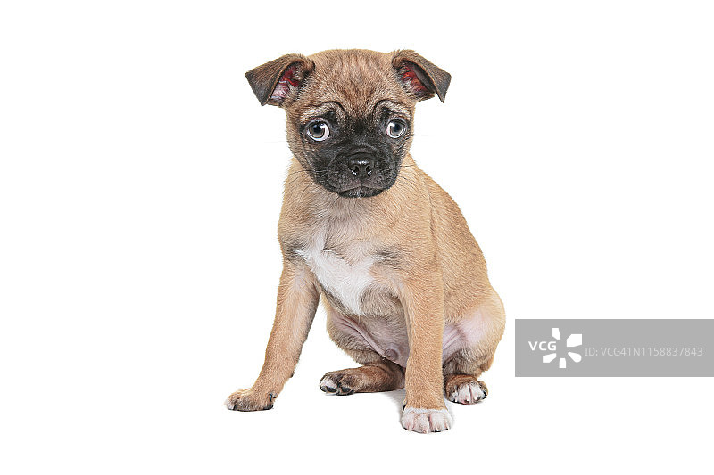 可爱的哈巴狗幼犬坐在白色背景前看着镜头图片素材