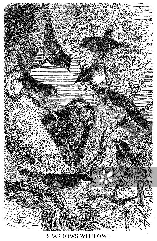 麻雀与猫头鹰图片素材