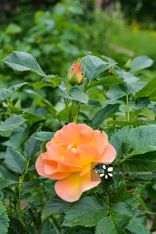 绿色背景上的橙色玫瑰花图片素材