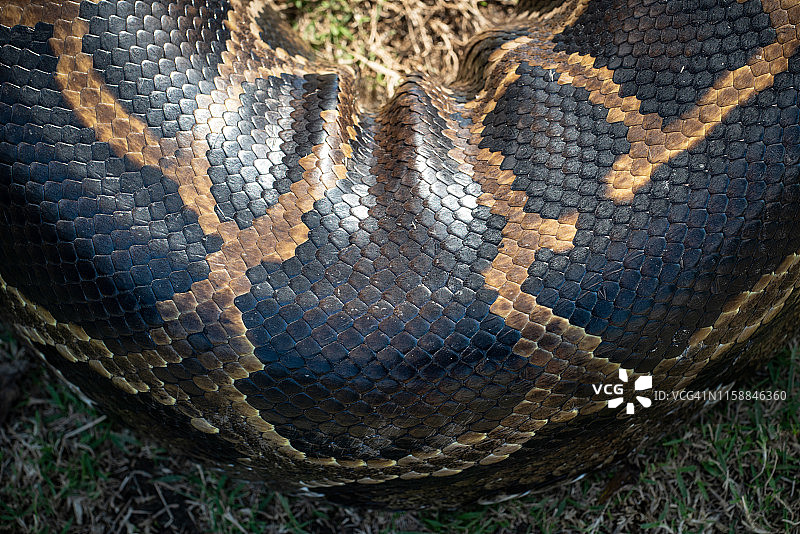无缝蛇皮图案和纹理特写图片素材