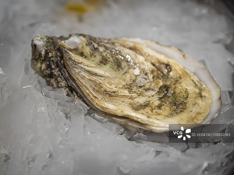 冰镇牡蛎图片素材