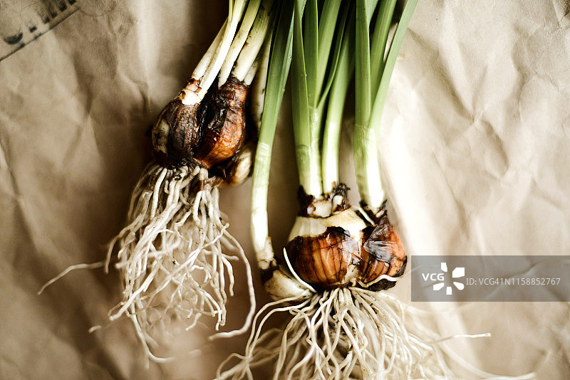 桌子上带有根部并准备种植的水仙花鳞茎图片素材