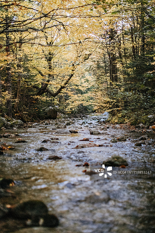 缅因州巴克斯特州立公园的河流秋叶图片素材