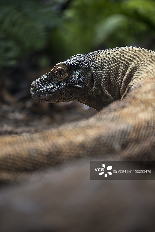 蜥蜴回头瞬间的眼睛图片素材