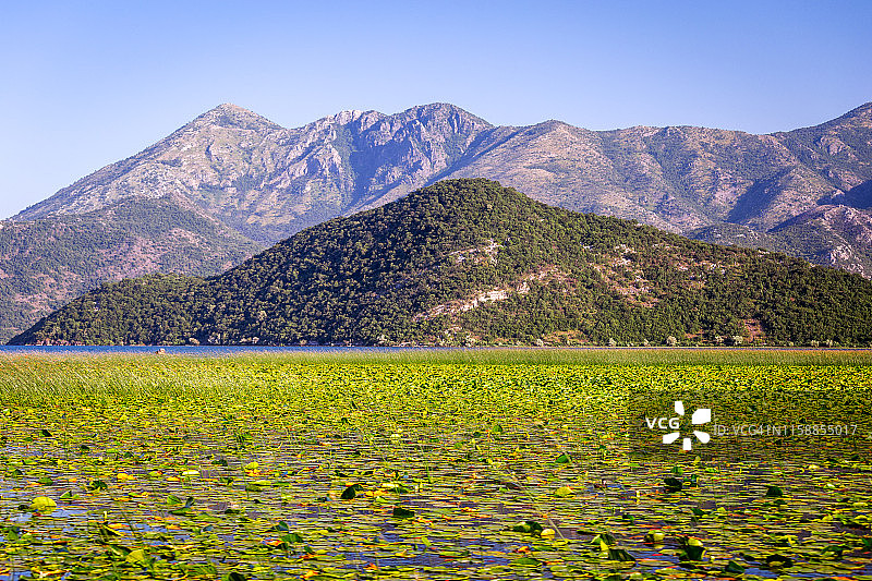 斯卡达尔湖国家公园睡莲，黑山图片素材