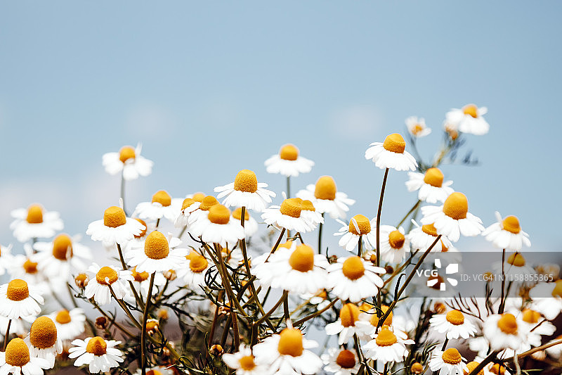 德国洋甘菊：小巧玲珑的药用花束图片素材