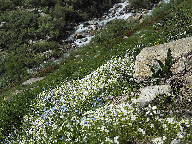 意大利北部阿尔卑斯山脉冰川附近的彩色野花草甸图片素材