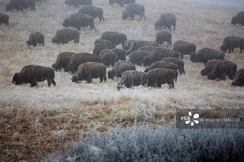 美洲野牛冬季吃草。图片素材