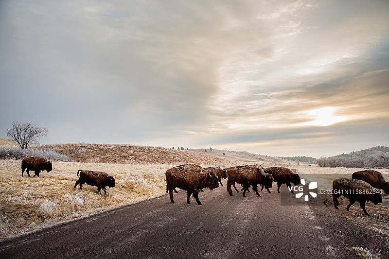 美洲野牛穿越卡斯特州立公园的野生动物环线图片素材