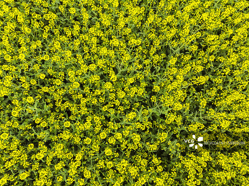 德国黑森州韦特劳盛开的油菜田图片素材