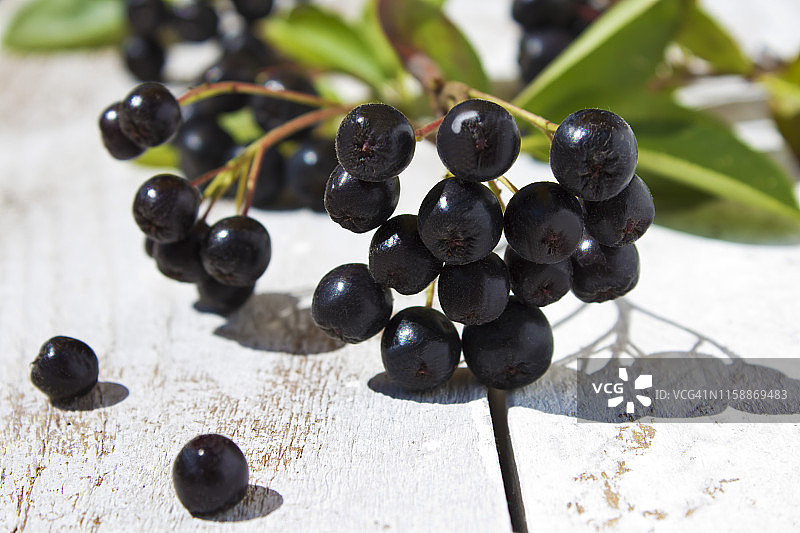 白色木头上的黑果花楸浆果特写图片素材