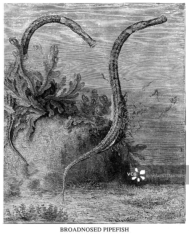 宽吻海龙图片素材