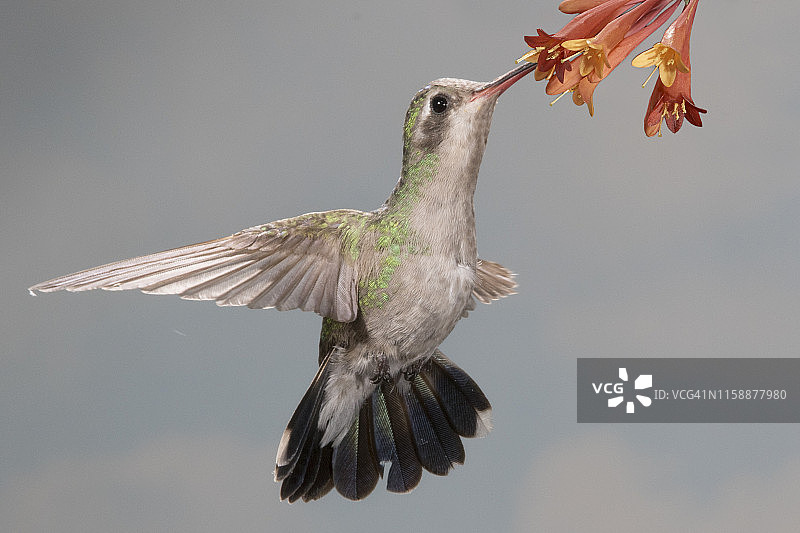 宽嘴蜂鸟雌鸟在花上飞翔觅食图片素材