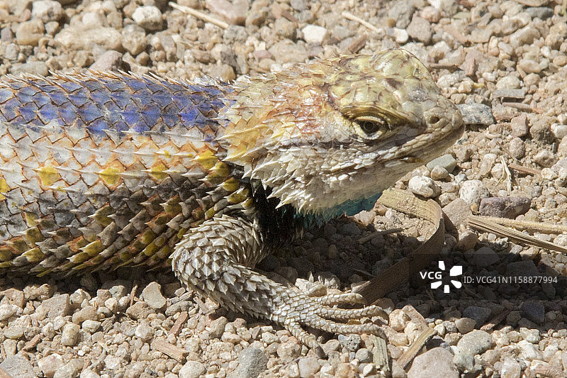 沙漠多刺蜥蜴特写图片素材