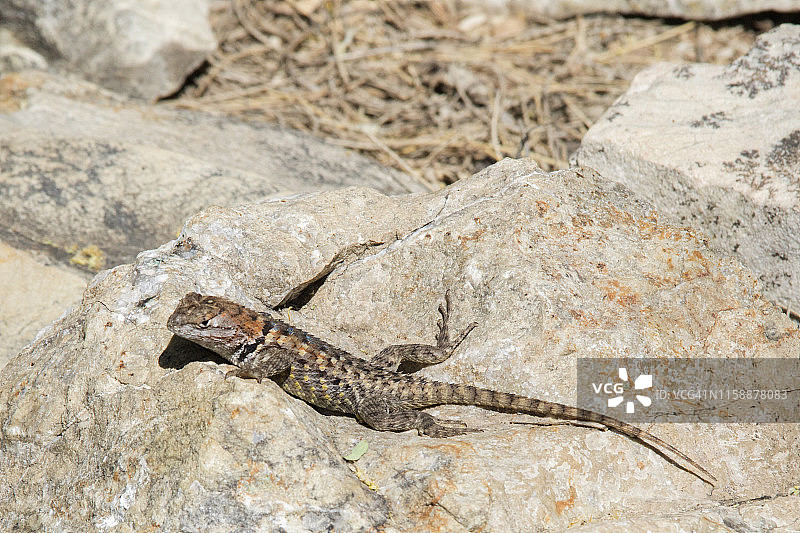 沙漠多刺蜥蜴图片素材
