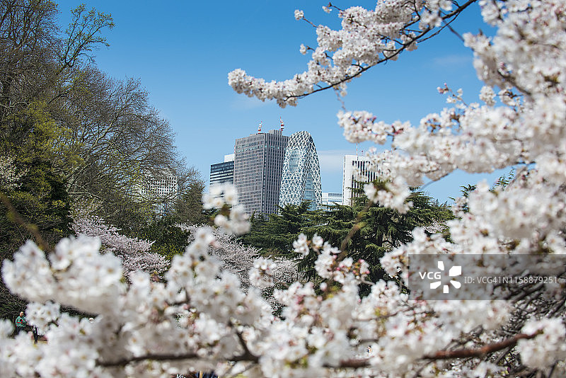 日本东京新宿御苑公园樱花与现代摩天大楼图片素材