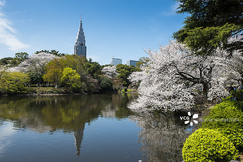 日本东京新宿御苑的樱花图片素材