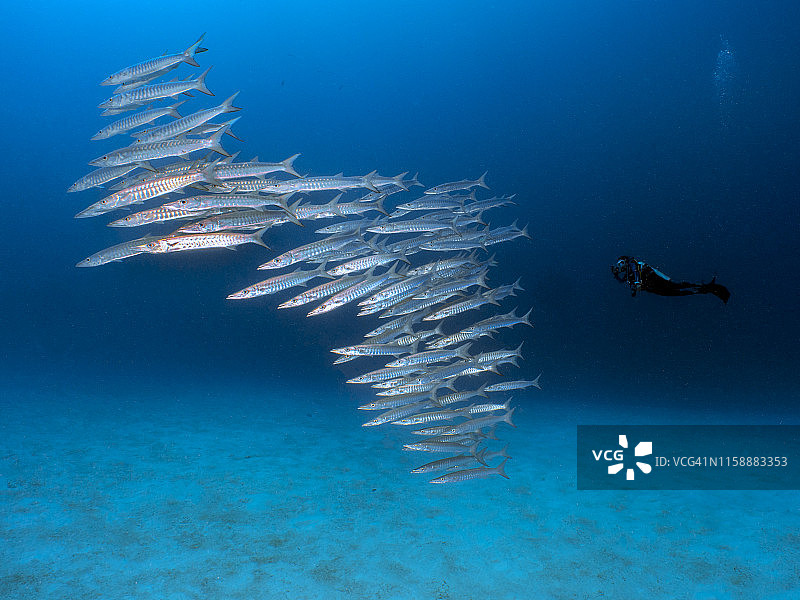帕劳科罗尔梭鱼群潜水员图片素材