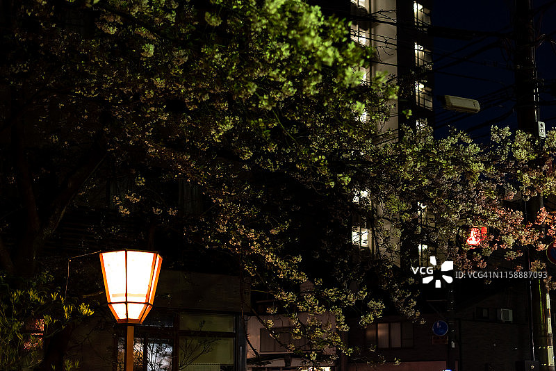京都先斗町附近街道夜景，红色灯笼和公寓楼图片素材
