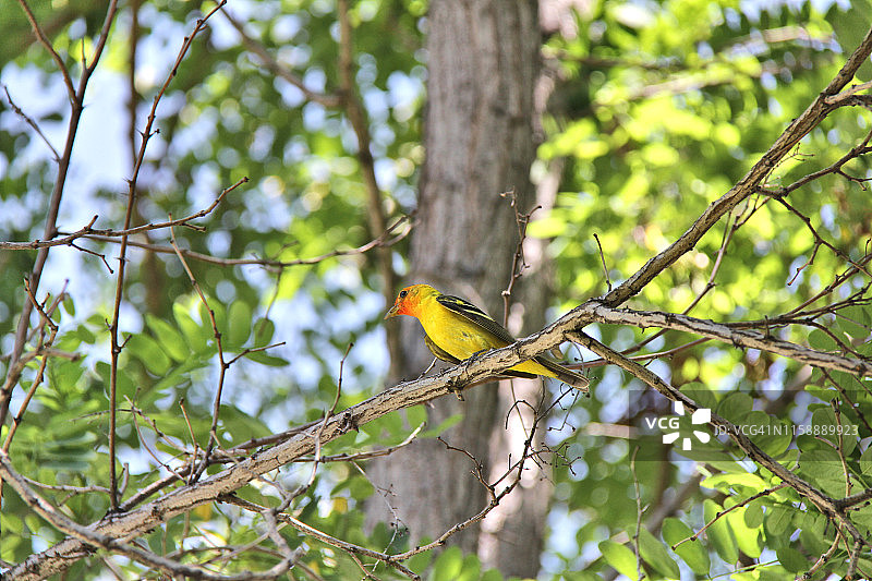 西部红雀图片素材