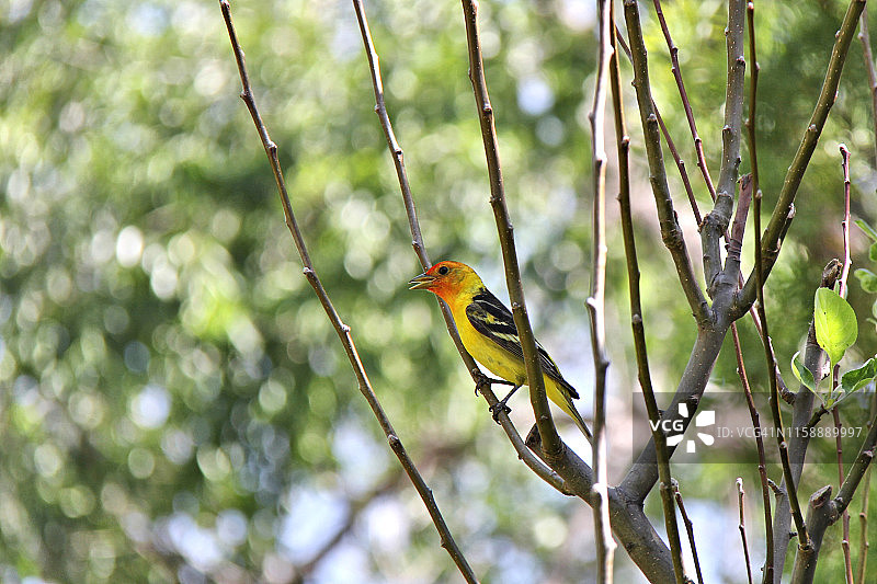 西部红雀图片素材