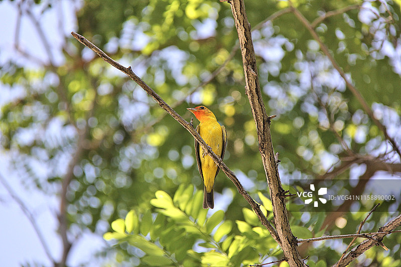 西部红雀图片素材