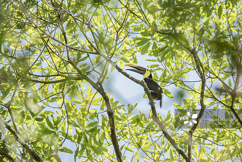 栗嘴巨嘴鸟图片素材