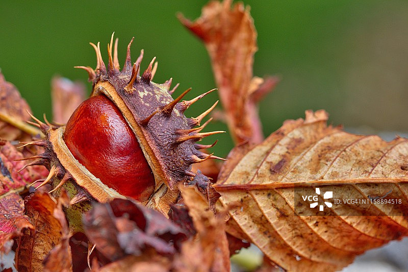 秋叶中破壳而出的马栗图片素材