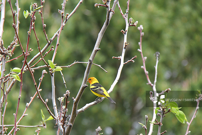 西部红雀图片素材