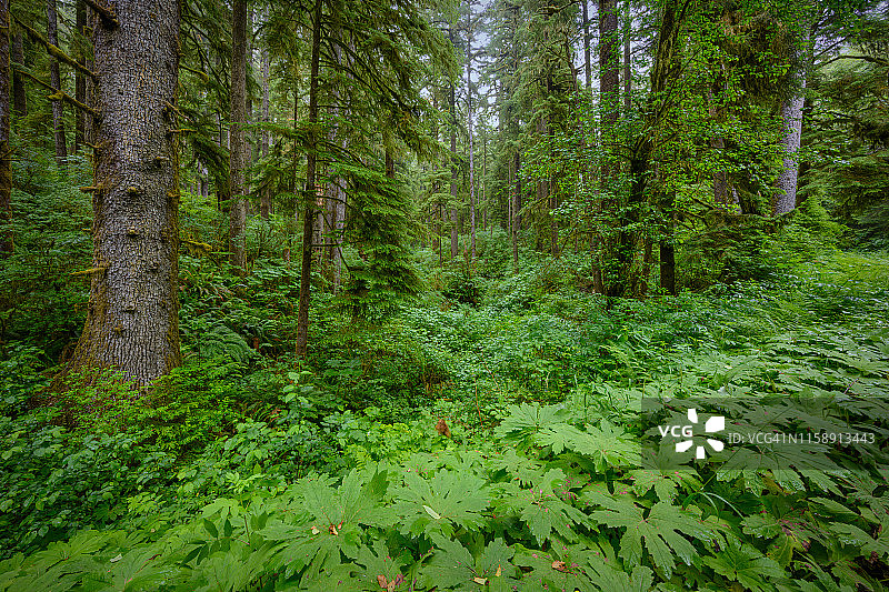 俄勒冈州林肯市附近肖斯洛国家森林的树木图片素材