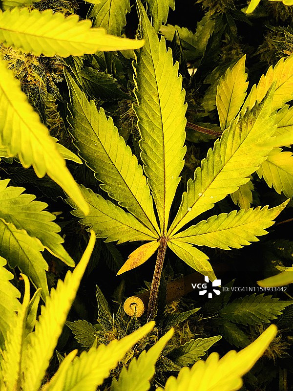 鲜艳的绿色Purple Trainwreck医用大麻品种图片素材