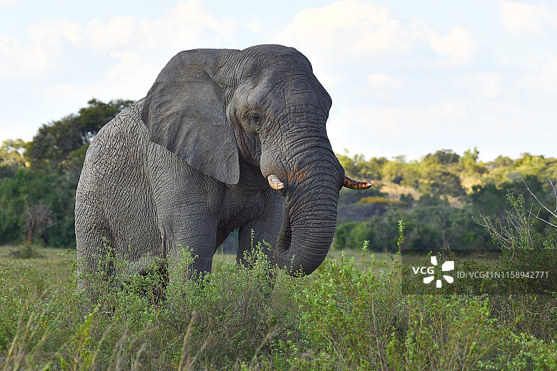非洲的野象图片素材
